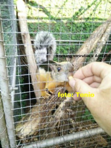 dorsalis x atrirufus tonio