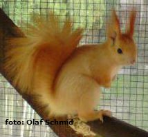 schmid1