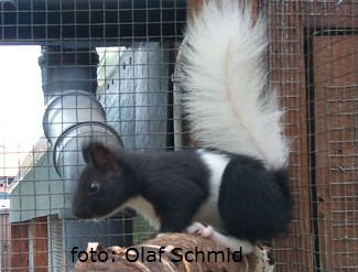 schmid6