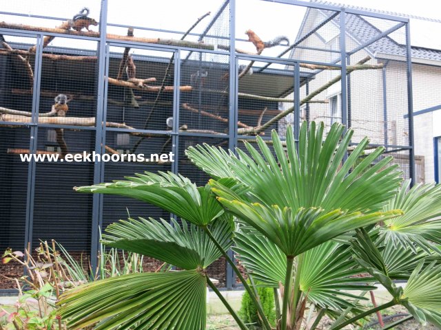 voliere zomer palm