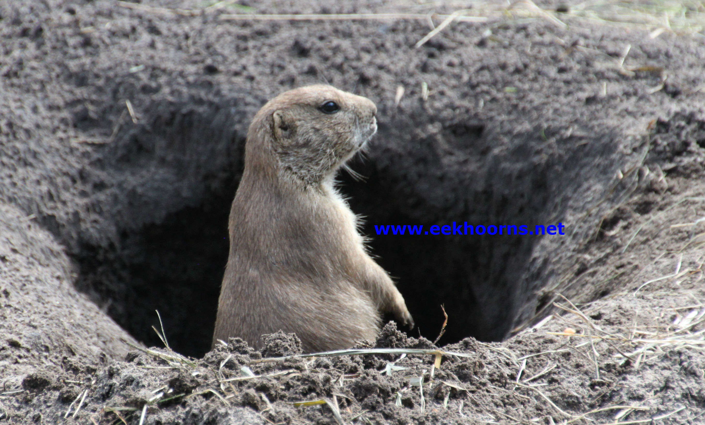 prairiehond3bew.jpg