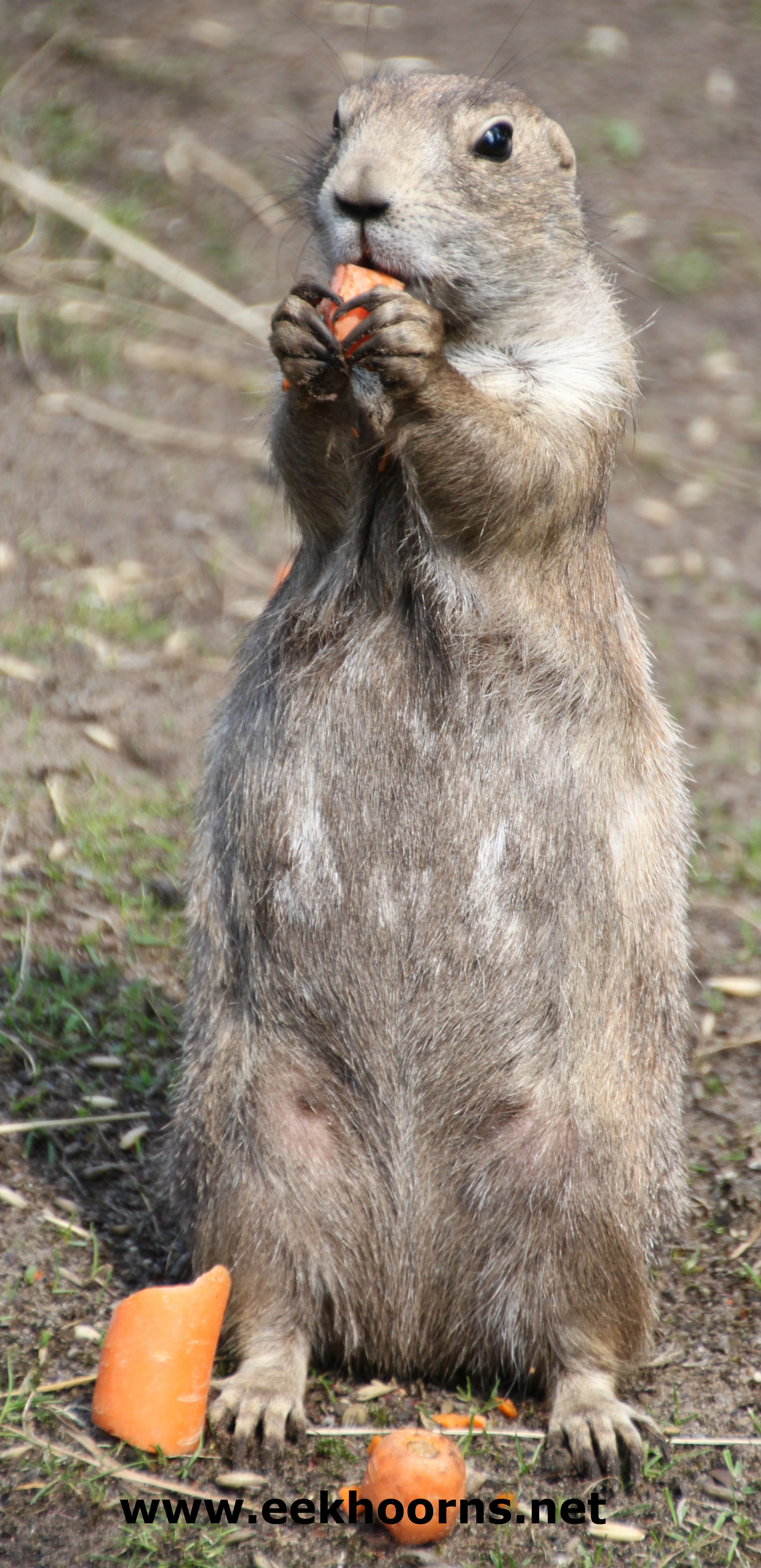 prairiehond5bew.jpg